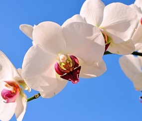 广西医院试管（广西试管医院哪家好）